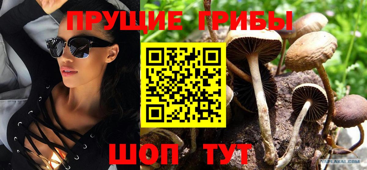 Галлюциногенные грибы Psilocybine cubensis Великие Луки